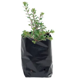 polybags_512x512
