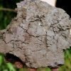 Lake Bed Soil